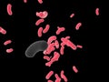 Bacterium on black background. Raster Ã¢ââ7 Royalty Free Stock Photo